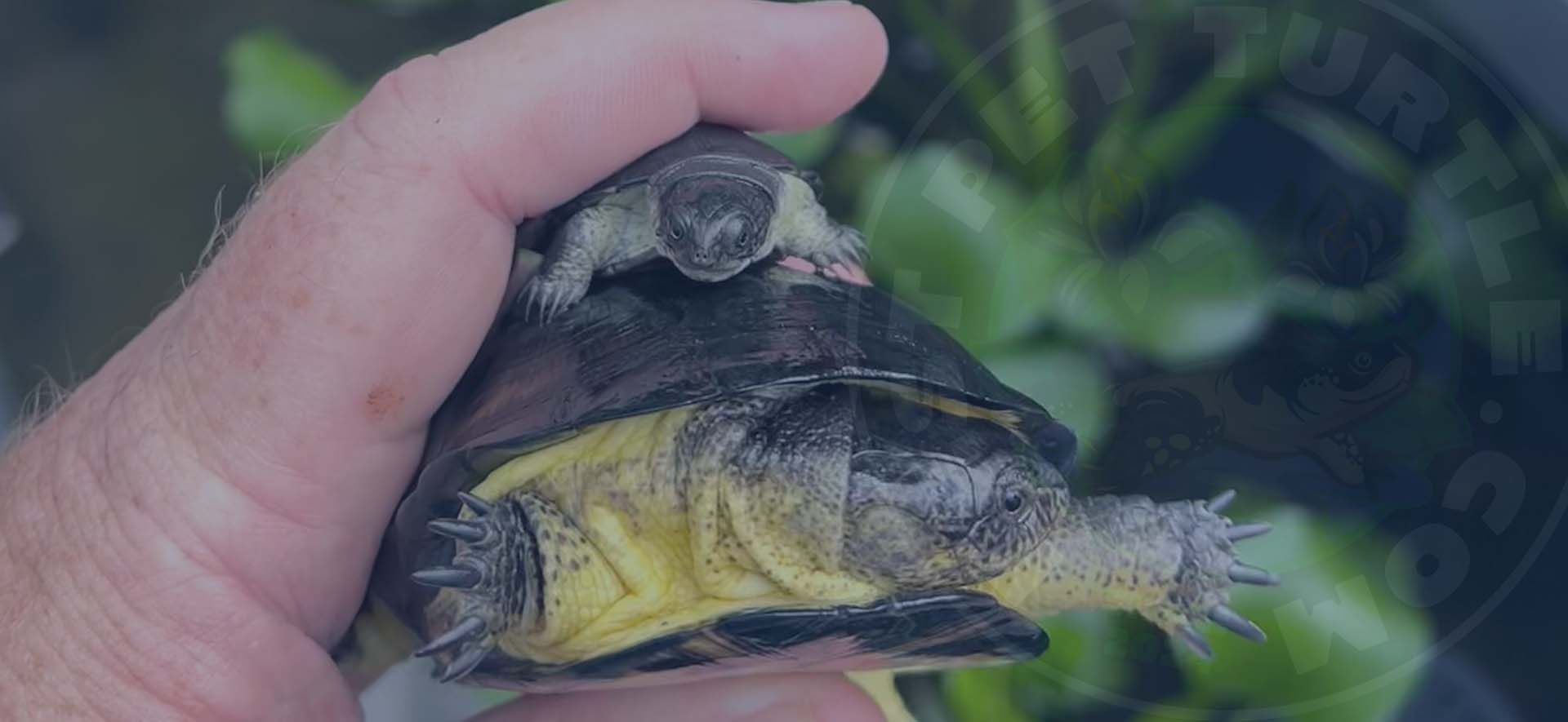 best pest turtle