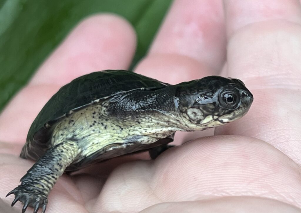 Pygmy Turtle